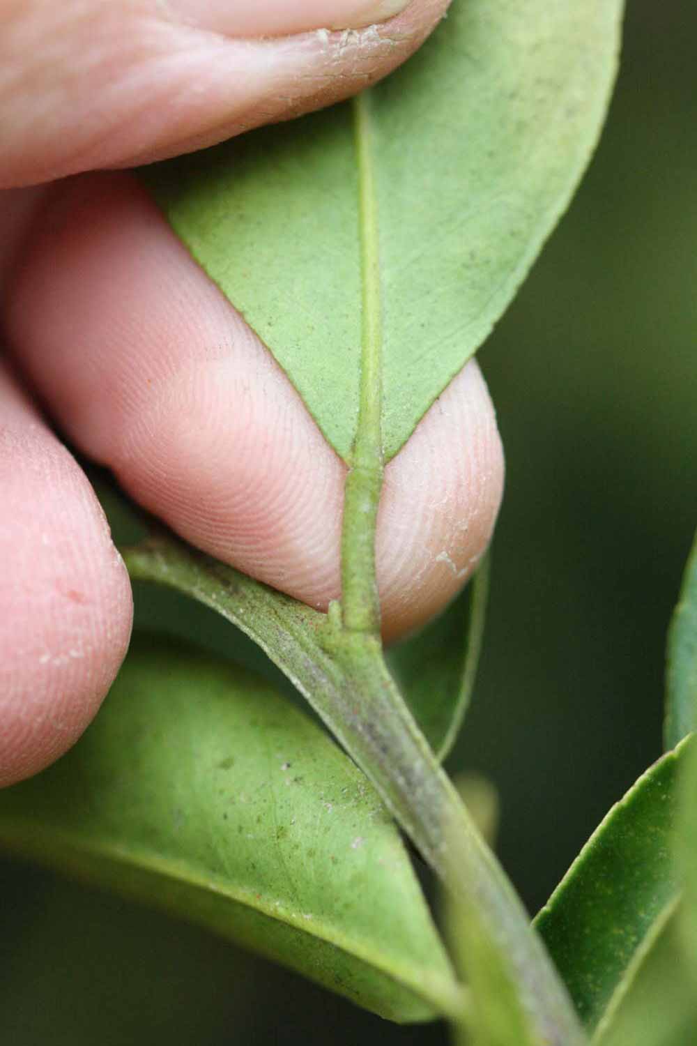              Petiole (Riverside, CA)       